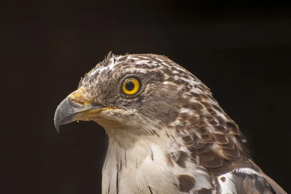 Buitre europeo de miel — Foto de Stock