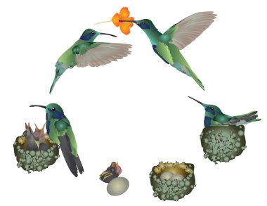 Life of hummingbird clipart
