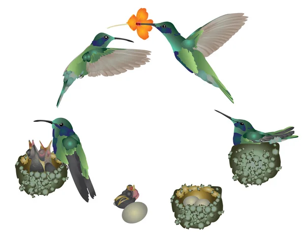 Life of hummingbird — Stock Photo, Image