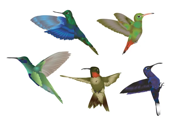 Hummingbirds — Stock Photo, Image