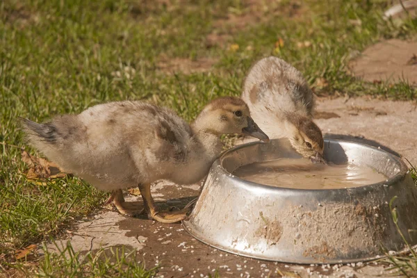 Animals of farm — Stock Photo, Image