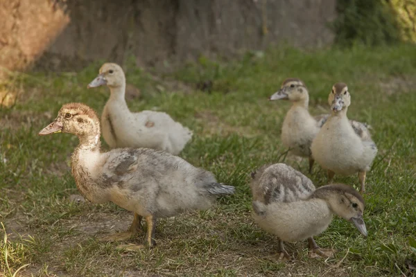 Animals of farm — Stock Photo, Image