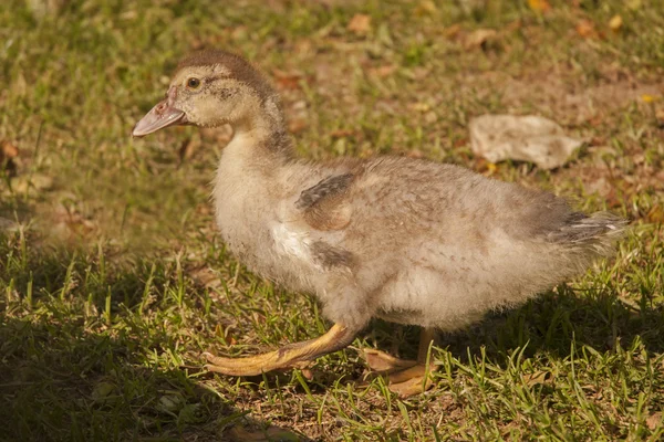 Animals of farm — Stock Photo, Image