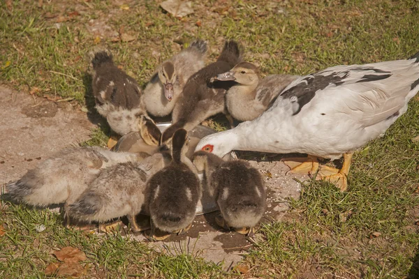 Animals of farm — Stock Photo, Image