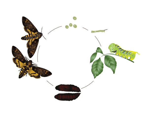 Yaşam döngüsü güve