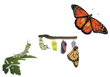 Monarch Kelebeğinin Yaşam Döngüsü
