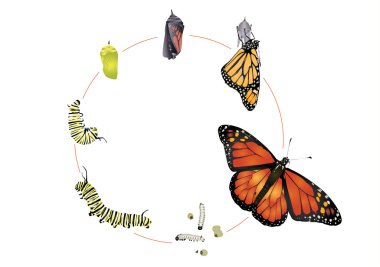 Monarch Kelebeğinin Yaşam Döngüsü