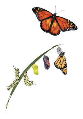 Monarch Kelebeğinin Yaşam Döngüsü