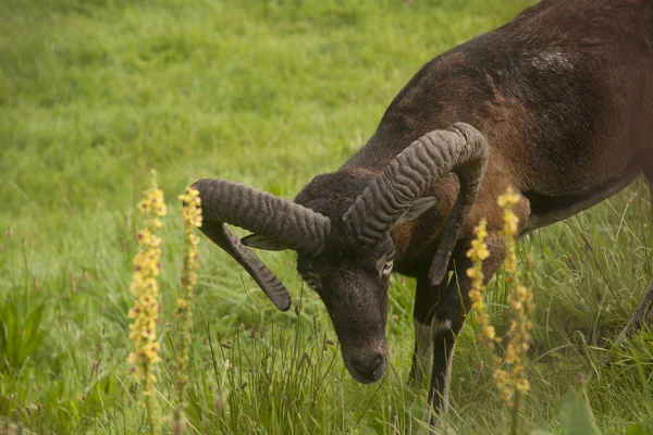 Mouflon em pasto — Fotografia de Stock