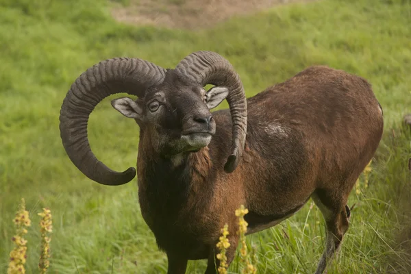 Mouflon em pasto — Fotografia de Stock