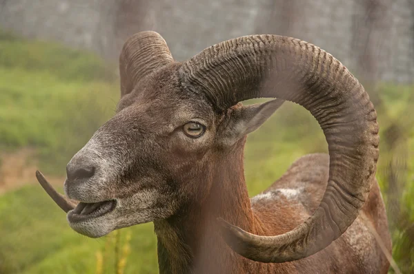 Moeflon op de weide — Stockfoto