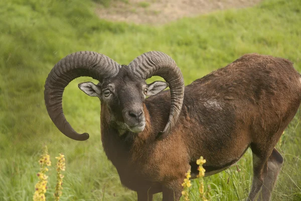 Mouflon em pasto — Fotografia de Stock