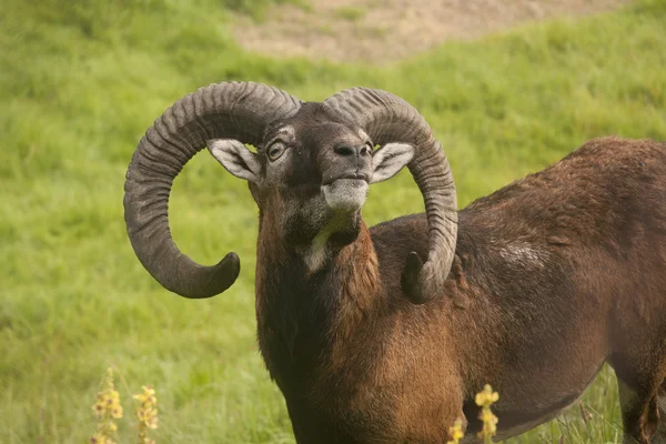 Mouflon em pasto — Fotografia de Stock