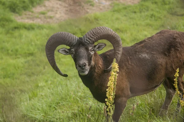 Mouflon em pasto — Fotografia de Stock