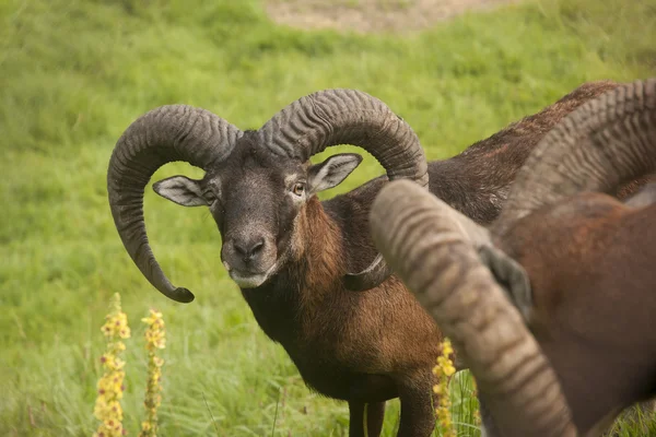 Mouflon em pasto — Fotografia de Stock