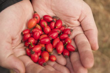 Renkli sonbahar tohum