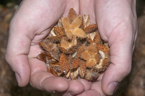 Coloridas semillas de otoño — Foto de Stock