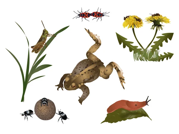 Küçük fauna ve flora