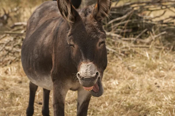 Donkey in pasture — Stock Photo, Image