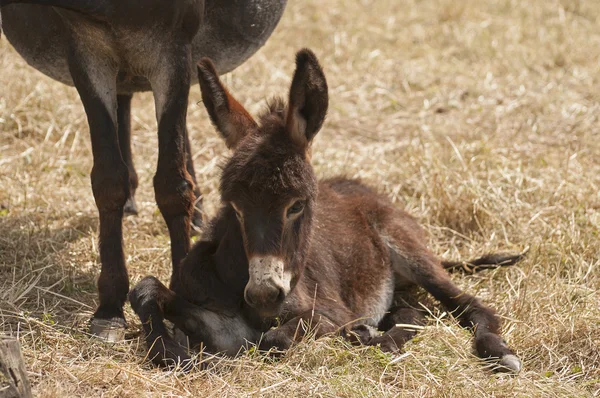 Burro em pasto — Fotografia de Stock