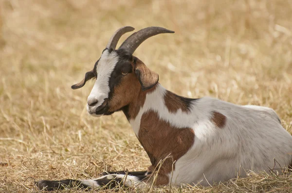 Goats in pasture — Stock Photo, Image