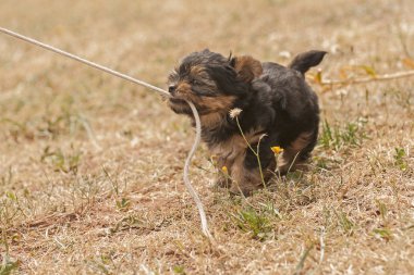 Sevimli Yorkshire Terrier köpek resim