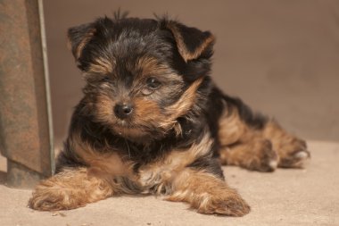 Sevimli Yorkshire Terrier köpek resim