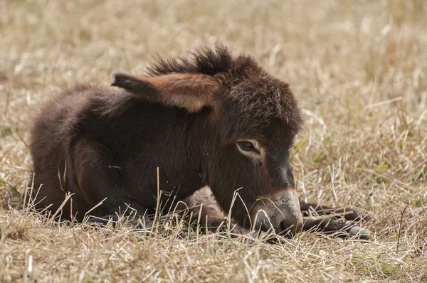 Imagem de burro — Fotografia de Stock