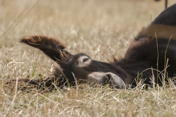 Imagen de burro — Foto de Stock