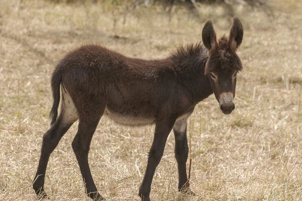 Imagem de burro — Fotografia de Stock