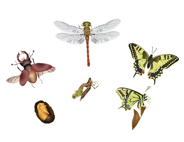 놀라운 곤충 세계-변 태 — 스톡 사진