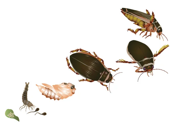 Життєвий цикл великого підводного жука — стокове фото