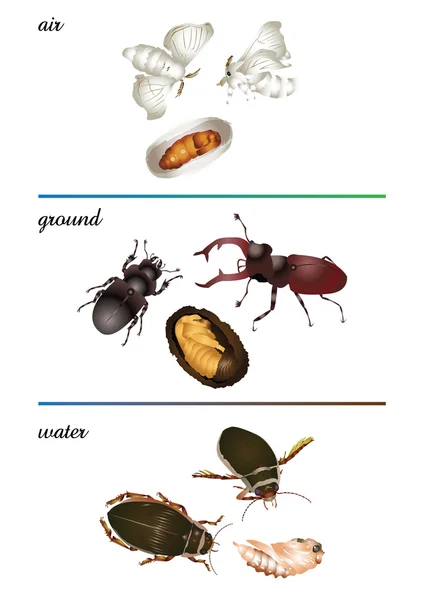 Niesamowity zestaw owadów - metamorfoza — Zdjęcie stockowe