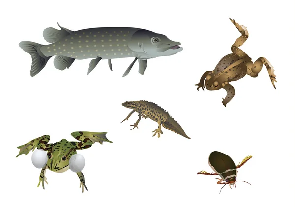 Set - yüzen şaşırtıcı doğa