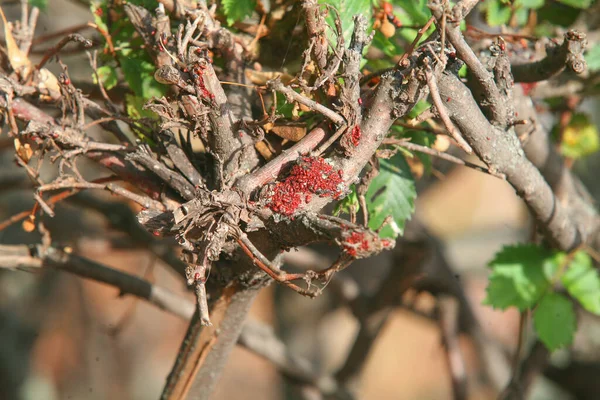 Kuru dalda kırmızı böceklere yakın çekim