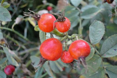 Birkaç parlak kırmızı gül kalça yakın çekim, yabani gül meyve, koyu yeşil yapraklar ile dikenli bir dalda