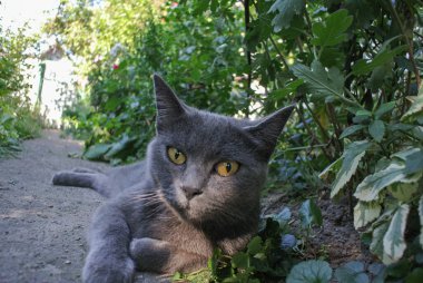 Bahçede yeşil yapraklarla çevrili yeşil gözleri yere bakan yakışıklı gri bir kehribar kehribar kehribar kedinin yakın çekimi.