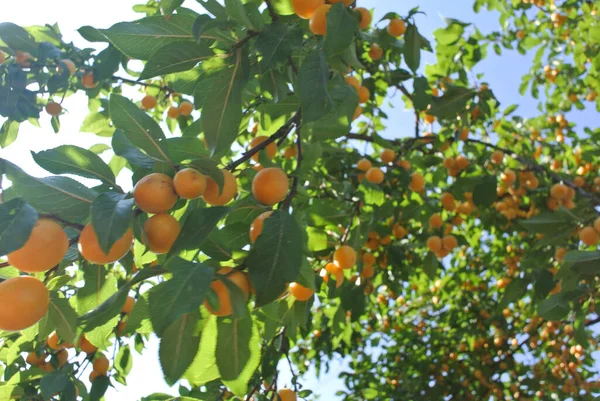 Olgun sarı meyve ve yeşil yapraklarla dolu yoğun bir kiraz ağacı. Alttan parlak mavi bir gökyüzüne doğru çekilmiş.