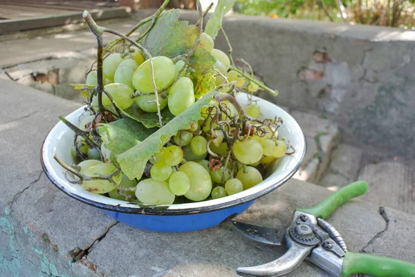 Yeşil üzüm ve yapraklarla dolu beyaz ve mavi bir diş minesi kasesi, beton bir yüzeyde yeşil budama kırıntısının yanında.