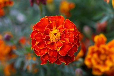 Koyu kırmızı-turuncu kadife çiçeğinin açık sarı bir ortadaki koyu yeşil arka planda çekilmiş detaylı bir makro görüntüsü.