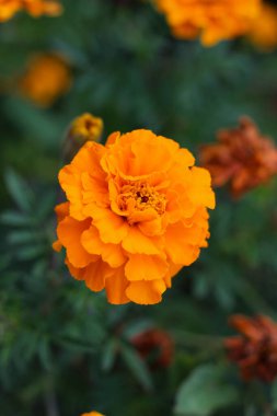 Tamamen çiçek açmış turuncu renkli bir çiçeğin koyu yeşil bir arka planda detaylı bir yakın çekimi.