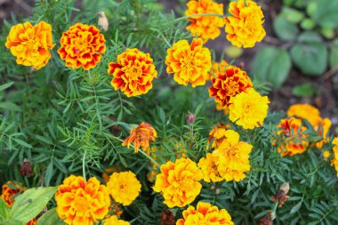 Bahçede koyu yeşil, dantelli yeşillik çiçekli sarı ve turuncu iki renkli yoğun bir demet.