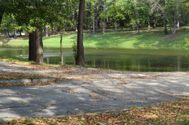 Altından yapraklarla kaplı bir park yolu ördeklerle dolu bir gölete çıkıyor. Arka planda yemyeşil ağaçlar ve çimenli bir yamaç var.