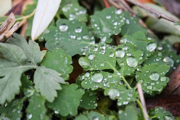 Kurumuş kahverengi sonbahar yaprakları ve dallarının yanına çiğ veya yağmur damlalarıyla kaplı küçük yeşil zemin örtüsünü kapatın.