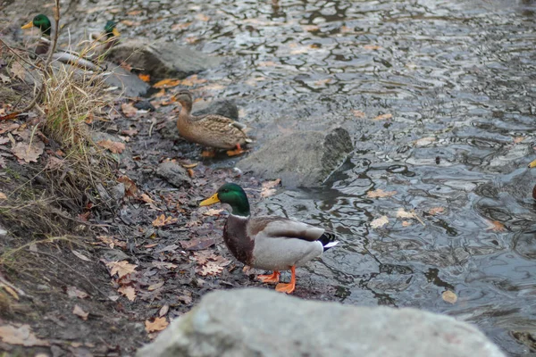 Bir grup erkek ve dişi yaban ördeği denizin yanındaki kahverengi sonbahar yapraklarıyla kaplı kayalık, çamurlu bir kıyıda duruyorlar.