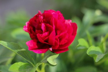 Canlı kırmızı şakayık çiçeğine yakın çekim. Yumuşak katmanlı taç yapraklarıyla çiçek açmış. Bulanık yeşil arka planda, doğal ışıkta.