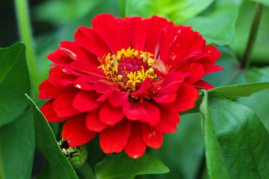 Parlak kırmızı bir zinyanın (Zinnia elegans) yakın plan sarı merkezi çiçeklerle dolu, yumuşak bulanık yeşil arka plan karşı duruyor