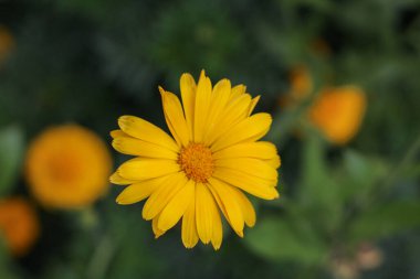 Sarı bir Calendula memurunun tepeden tırnağa güzel bir görüntüsü. Görüntü, yaprakların narin simetrisini, yumuşak, koyu yeşil bir bahçe arka planına karşı sergiliyor. Bitkisel tıp ve doğayla ilgili içerik için mükemmel.