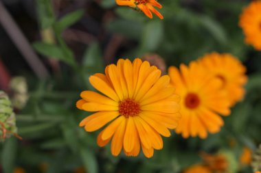 Parlak turuncu bir Calendula çiçeğinin çok detaylı bir yakın çekimi. Görüntü yumuşak doğal ışıklandırma ve bulanık yeşil yaprak arka plan içerir, organik bahçecilik, bitkisel cilt bakımı ve botanik güzelliği ile ilgili konular için mükemmeldir.