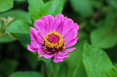 Yüksek kalite bir makro fotoğraf, tepeden tırnağa pembe bir Zinnia çiçeği. Fotoğraf, merkezdeki karmaşık sarı çiçekleri ve yemyeşil yapraklı arka plandaki katmanlı taç yaprağını güzel bir şekilde yakalıyor.